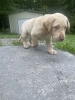 Golden Boy, a male Labrador Retriever for sale in Summerville, GA – 1 of 6
