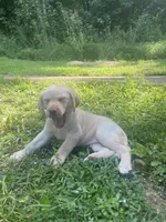 Rosalita, a female Labrador Retriever for sale in Summerville, GA – 4 of 4