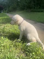 Odette, a female Labrador Retriever for sale in Summerville, GA – 2 of 4