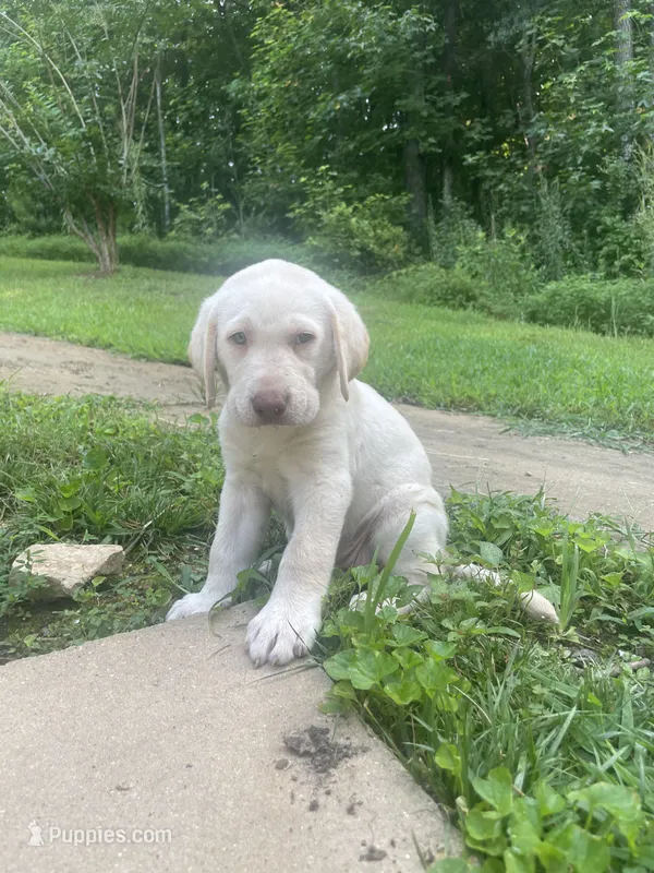 Mary Ann – Labrador Retriever puppy for sale in Summerville, GA