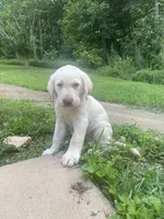 Mary Ann, a female Labrador Retriever for sale in Summerville, GA – 1 of 4