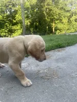 Golden Boy, a male Labrador Retriever for sale in Summerville, GA – 4 of 6