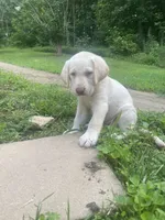 Mary Ann, a female Labrador Retriever for sale in Summerville, GA – 3 of 4