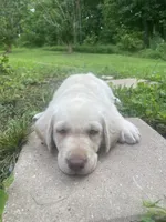 Little boy blue, a male Labrador Retriever for sale in Summerville, GA – 3 of 4