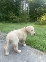 Magnus, a male Labrador Retriever for sale in Summerville, GA – 2 of 5