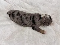 Porter-Multigen, a male Miniature Bernedoodle for sale in Saint Joe, IN – Photo 5 of 6