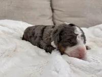 Porter-Multigen, a male Miniature Bernedoodle for sale in Saint Joe, IN – Photo 2 of 6
