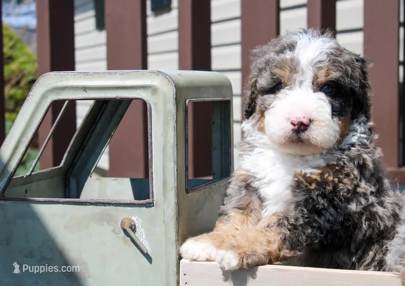 Porter-Multigen – Miniature Bernedoodle puppy for sale in Saint Joe, IN
