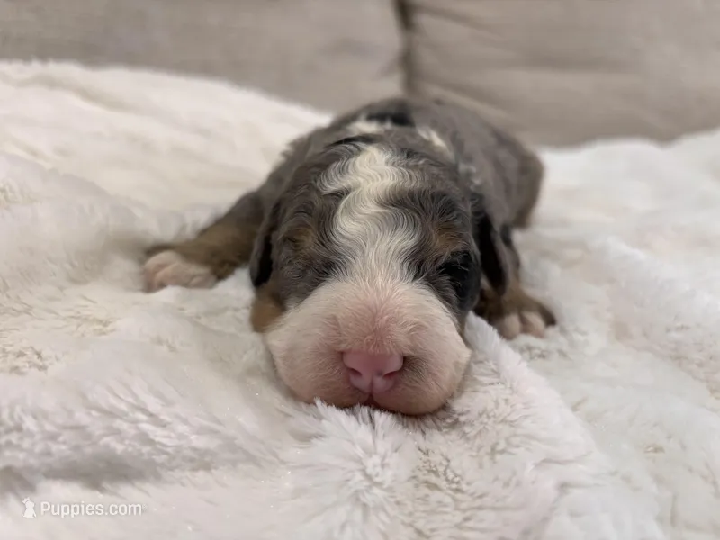 Porter-Multigen – Miniature Bernedoodle puppy for sale in Saint Joe, IN