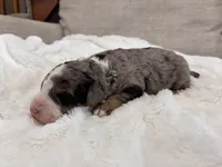 Porter-Multigen, a male Miniature Bernedoodle for sale in Saint Joe, IN – Photo 3 of 6