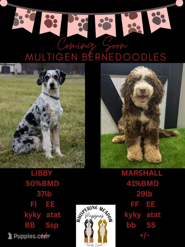 Porter-Multigen – Miniature Bernedoodle puppy for sale in Saint Joe, IN