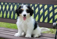 Skye , a female Miniature Bernedoodle for sale in Saint Joe, IN – 4 of 10