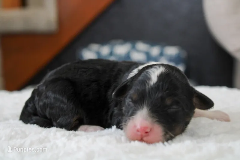 Rover – Bernedoodle, Miniature Bernedoodle puppy for sale in Saint Joe, IN