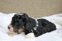 Rover, a male Bernedoodle and Miniature Bernedoodle for sale in Saint Joe, IN – Photo 7 of 7