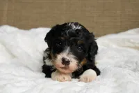Rover, a male Bernedoodle and Miniature Bernedoodle for sale in Saint Joe, IN – Photo 5 of 7