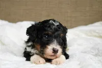 Rover, a male Bernedoodle and Miniature Bernedoodle for sale in Saint Joe, IN – Photo 6 of 7