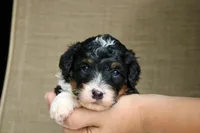 Rover, a male Bernedoodle and Miniature Bernedoodle for sale in Saint Joe, IN – Photo 2 of 7