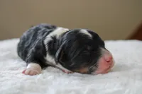 Rover, a male Bernedoodle and Miniature Bernedoodle for sale in Saint Joe, IN – Photo 2 of 4