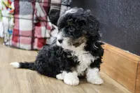 Rover, a male Bernedoodle and Miniature Bernedoodle for sale in Saint Joe, IN – 3 of 9