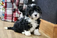 Rover, a male Bernedoodle and Miniature Bernedoodle for sale in Saint Joe, IN – 2 of 9