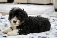 Rover, a male Bernedoodle and Miniature Bernedoodle for sale in Saint Joe, IN – 6 of 9