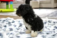 Rover, a male Bernedoodle and Miniature Bernedoodle for sale in Saint Joe, IN – 5 of 9