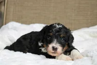 Rover, a male Bernedoodle and Miniature Bernedoodle for sale in Saint Joe, IN – Photo 4 of 7