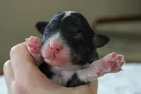 Rover, a male Bernedoodle and Miniature Bernedoodle for sale in Saint Joe, IN – Photo 4 of 4