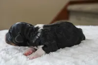 Rover, a male Bernedoodle and Miniature Bernedoodle for sale in Saint Joe, IN – Photo 3 of 4