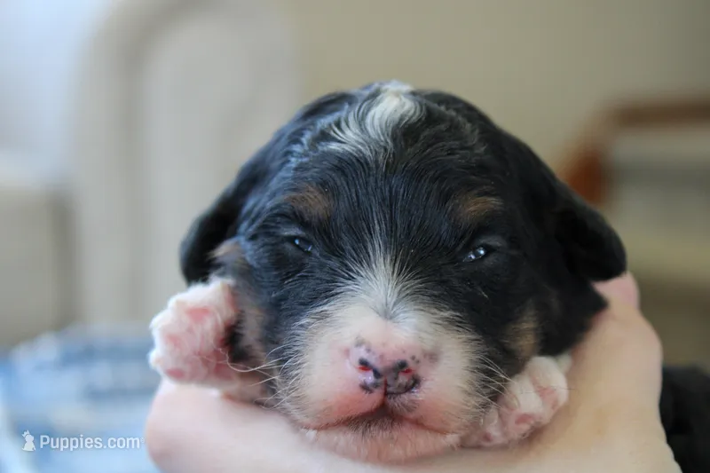 Rover – Bernedoodle, Miniature Bernedoodle puppy for sale in Saint Joe, IN