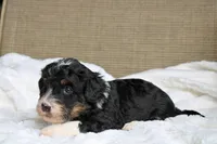 Rover, a male Bernedoodle and Miniature Bernedoodle for sale in Saint Joe, IN – Photo 3 of 7