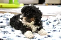 Rover, a male Bernedoodle and Miniature Bernedoodle for sale in Saint Joe, IN – 9 of 9