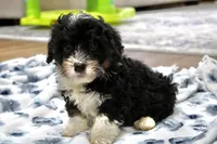 Rover, a male Bernedoodle and Miniature Bernedoodle for sale in Saint Joe, IN – 7 of 9
