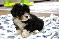 Rover, a male Bernedoodle and Miniature Bernedoodle for sale in Saint Joe, IN – 8 of 9