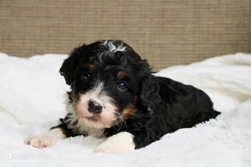 Rover – Bernedoodle, Miniature Bernedoodle puppy for sale in Saint Joe, IN