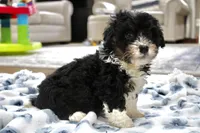 Rover, a male Bernedoodle and Miniature Bernedoodle for sale in Saint Joe, IN – 4 of 9