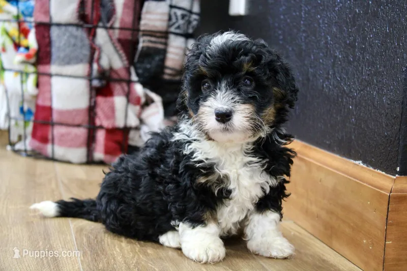 Rover – Bernedoodle, Miniature Bernedoodle puppy for sale in Saint Joe, IN