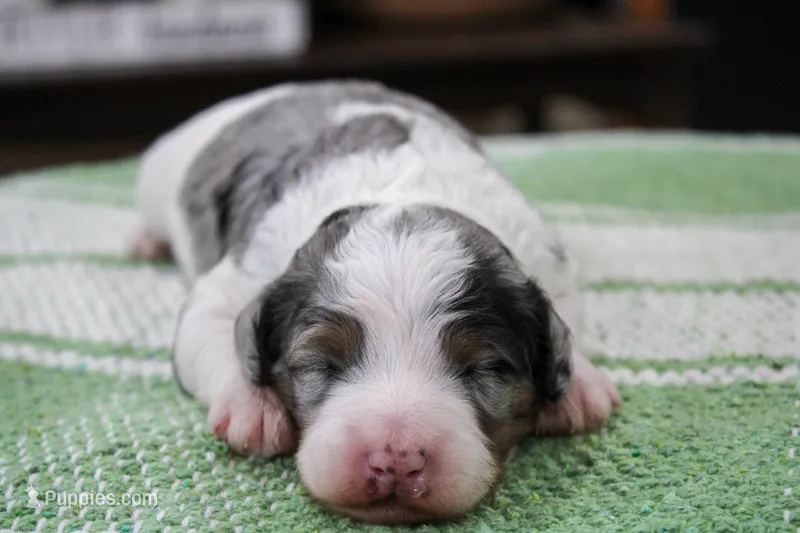 Teagan – Miniature Bernedoodle puppy for sale in Saint Joe, IN