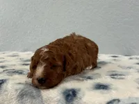 Nova, a female Poodle - Miniature  for sale in Saint Joe, IN – Photo 5 of 7