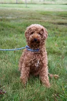 Nova, a female Poodle - Miniature  for sale in Saint Joe, IN – Photo 7 of 7
