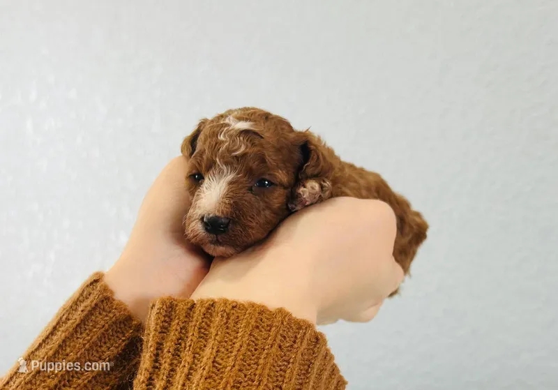 Nova, a female Poodle - Miniature  for sale in Saint Joe, IN – Photo 1 of 7