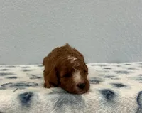 Nova, a female Poodle - Miniature  for sale in Saint Joe, IN – Photo 4 of 7