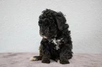 Nadia, a female Poodle - Miniature  for sale in Saint Joe, IN – Photo 3 of 8