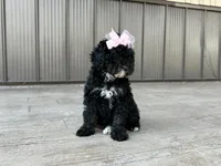 Nadia, a female Poodle - Miniature  for sale in Saint Joe, IN – 5 of 9