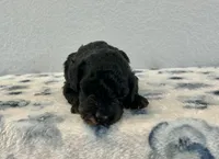 Nadia, a female Poodle - Miniature  for sale in Saint Joe, IN – Photo 4 of 8