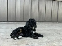 Nadia, a female Poodle - Miniature  for sale in Saint Joe, IN – 7 of 9