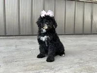 Nadia, a female Poodle - Miniature  for sale in Saint Joe, IN – 1 of 9