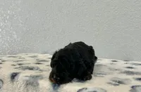 Nadia, a female Poodle - Miniature  for sale in Saint Joe, IN – Photo 5 of 8