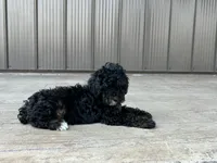 Nadia, a female Poodle - Miniature  for sale in Saint Joe, IN – 6 of 9