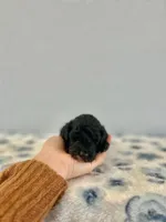 Nadia, a female Poodle - Miniature  for sale in Saint Joe, IN – Photo 2 of 8